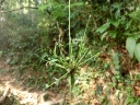 gibbon (56)